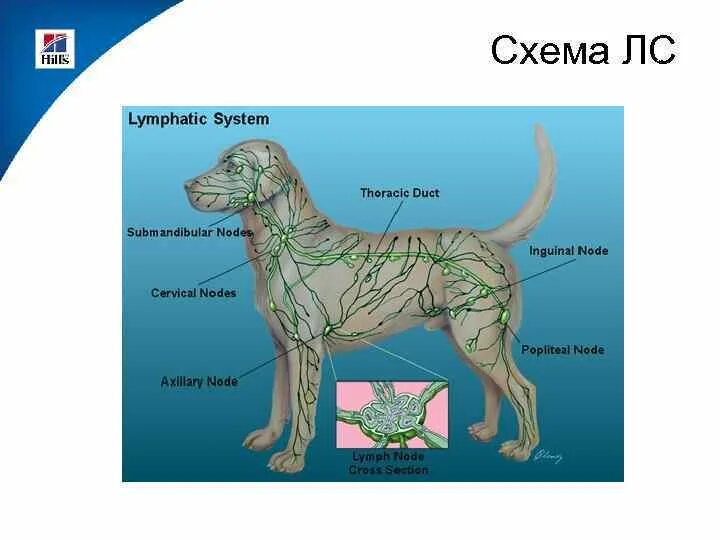 Расположение лимфоузлов у собаки схема Лимфомы собак и кошек Лелекова Н В Ветеринарный