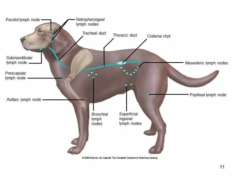 Расположение лимфоузлов у собаки схема File:Aspinall Slide11.JPG Thoracic duct, Veterinary, Thoracic