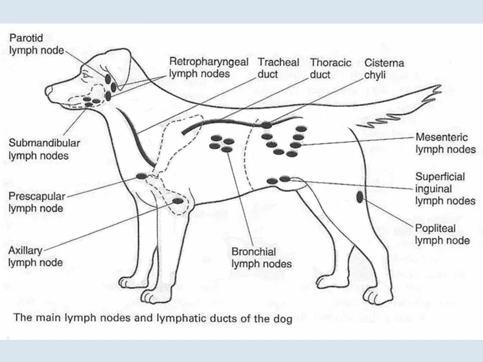 Расположение лимфоузлов у собаки схема L-6 Lymphatic System and Defense Mechanism (Immune Response) - ppt video online 