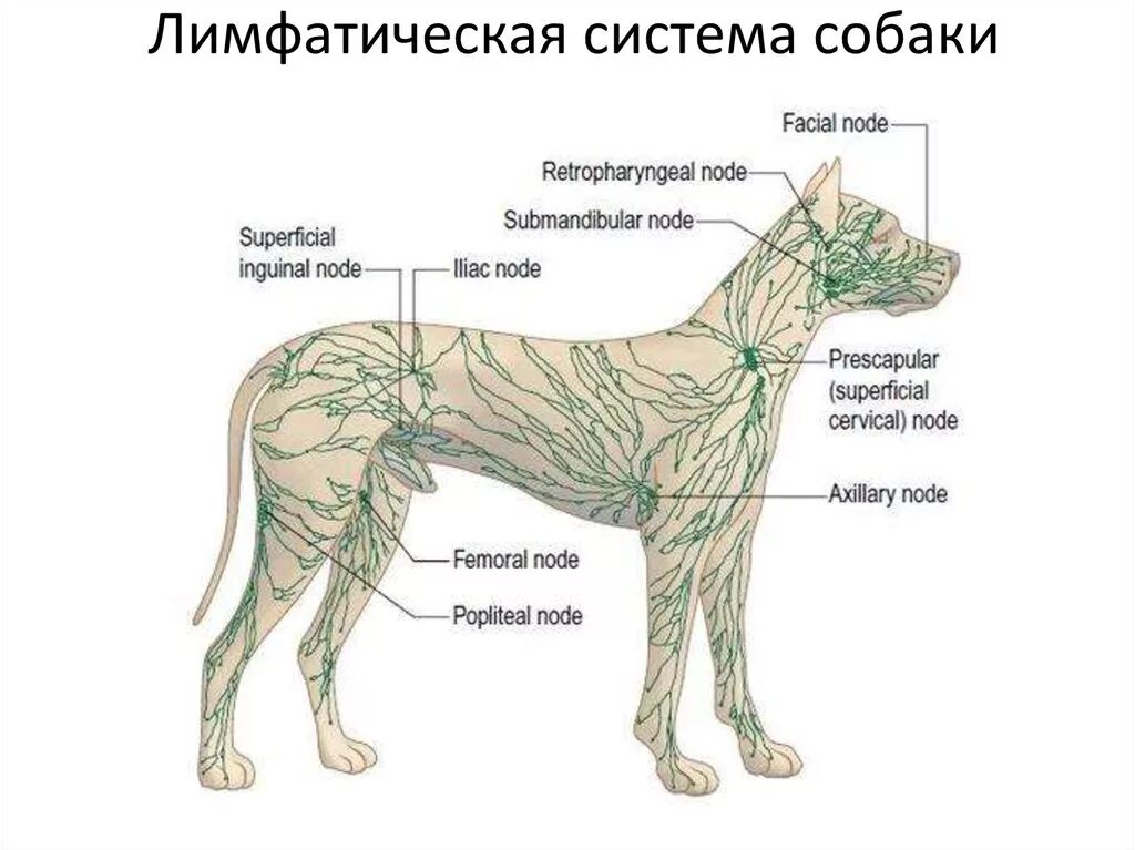 Расположение лимфоузлов у собаки схема Картинки ЛИМФАТИЧЕСКАЯ СИСТЕМА СОБАКИ