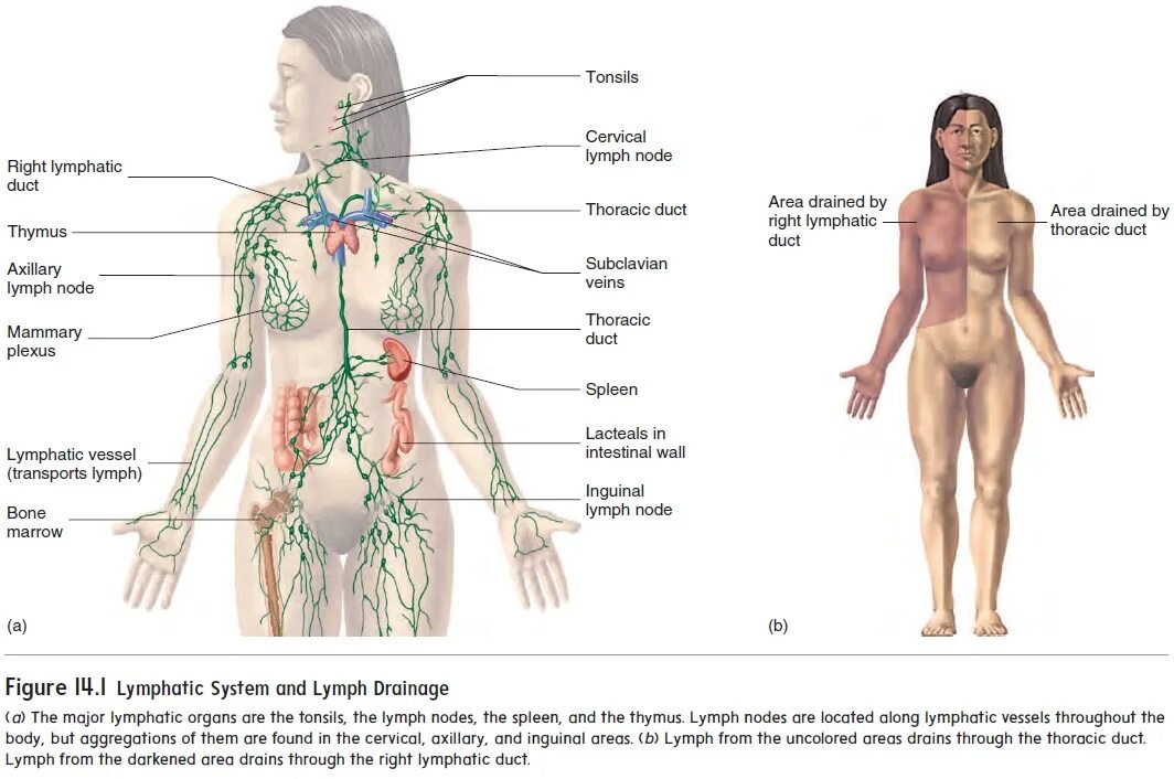 Расположение лимфоузлов в паху у мужчин схема Anatomy of the Lymphatic System