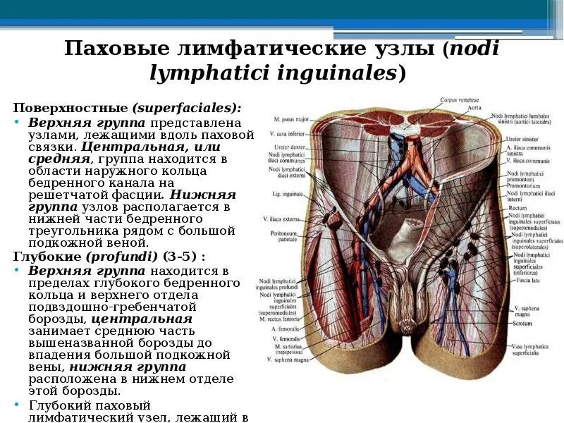 Расположение лимфоузлов в паху у мужчин схема Лимфатическая система SYSTEMA LYMPHATICA