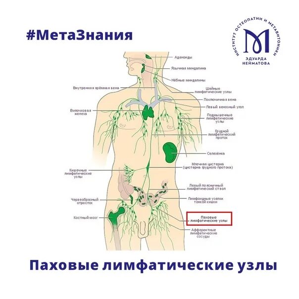 Расположение лимфоузлов в паху у мужчин схема Лимфоузлы у мужчины в паху схема - Фото подборки 3