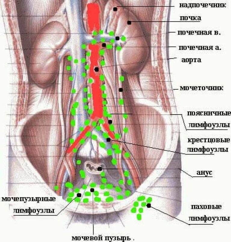 Расположение лимфоузлов в паху у мужчин схема Лимфоузлы забрюшинного пространства схема