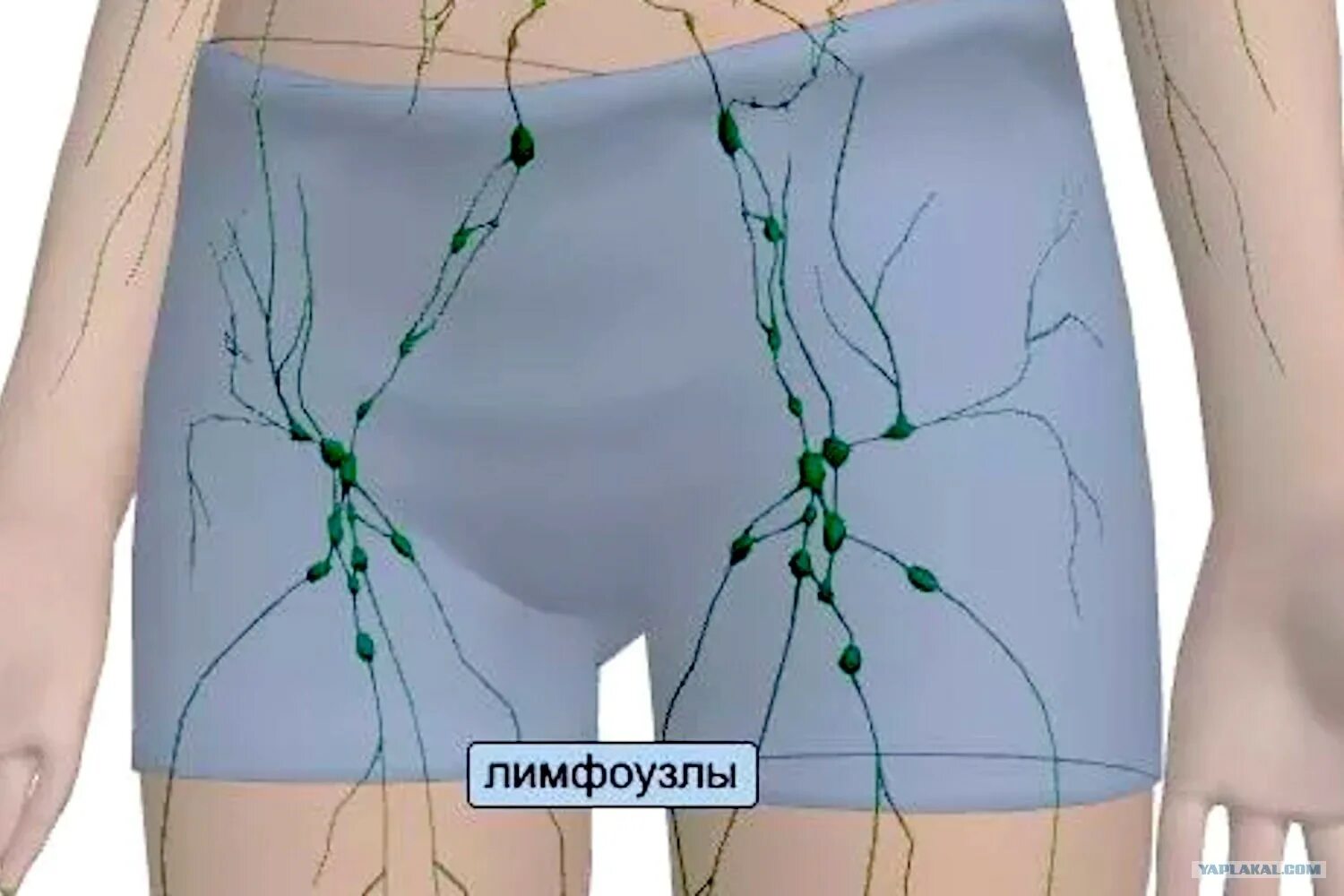 Расположение лимфоузлов в паху у мужчин схема В паху находятся лимфоузлы: найдено 84 картинок