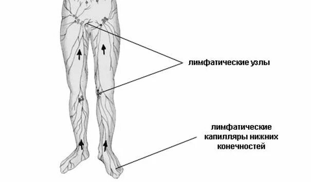 Расположение лимфоузлов в паху у мужчин схема Лимфоузел на ноге у мужчин: найдено 71 изображений