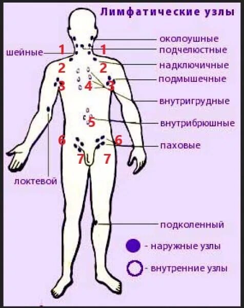 Расположение лимфоузлов в паху у женщин схема Картинки ЛИМФАТИЧЕСКИЕ УЗЛЫ У ЖЕНЩИН