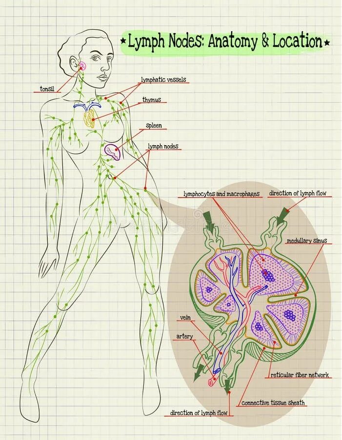 Расположение лимфоузлов в паху у женщин схема Illustration Layers of the Structure of the Human Brain Stock Vector - Illustrat