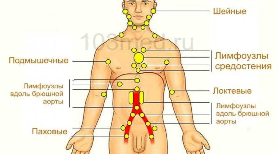 Расположение лимфоузлов в паху у женщин схема Картинки ПАХОВЫЕ ЛИМФАТИЧЕСКИЕ УЗЛЫ РАЗМЕРЫ