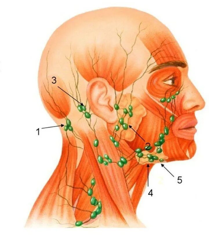 Расположение лимфоузлов возле уха фото Ультразвуковые исследования - УЗИ лимфатичексих узлов (одной группы) рядом с дом