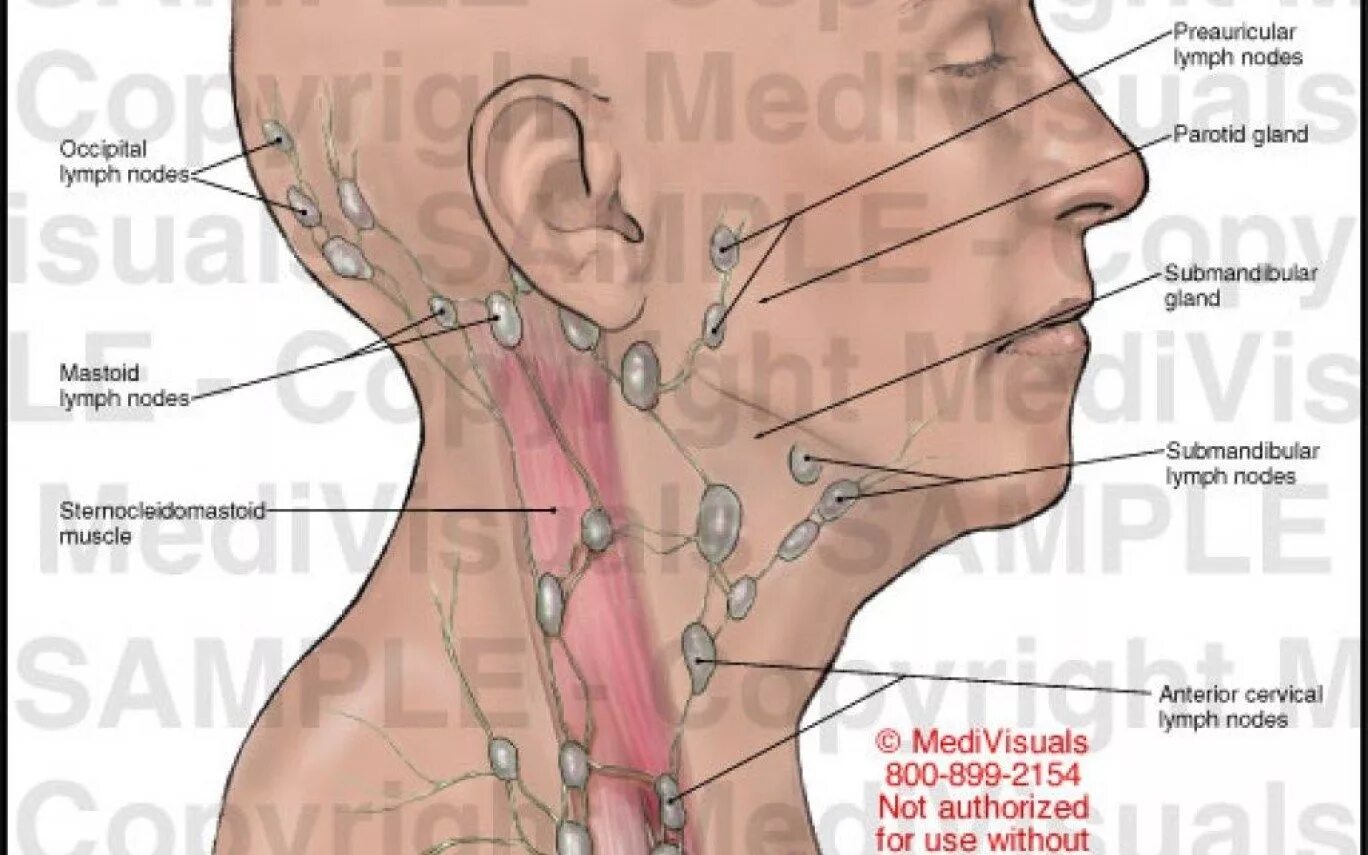 Расположение лимфоузлов возле уха фото Картинки ГДЕ НАХОДЯТСЯ ЛИМФАТИЧЕСКИЕ УЗЛЫ НА ШЕЕ