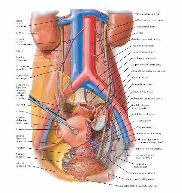 Расположение малого таза у женщин фото Arteries and Veins of Pelvic Organs: Female Anterior View Anatomy Renal artery a