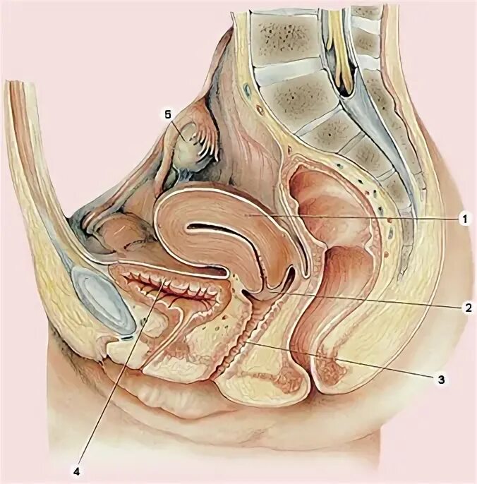 Расположение малого таза у женщин фото Органы малого таза у женщин фото - ViktoriaFoto.ru