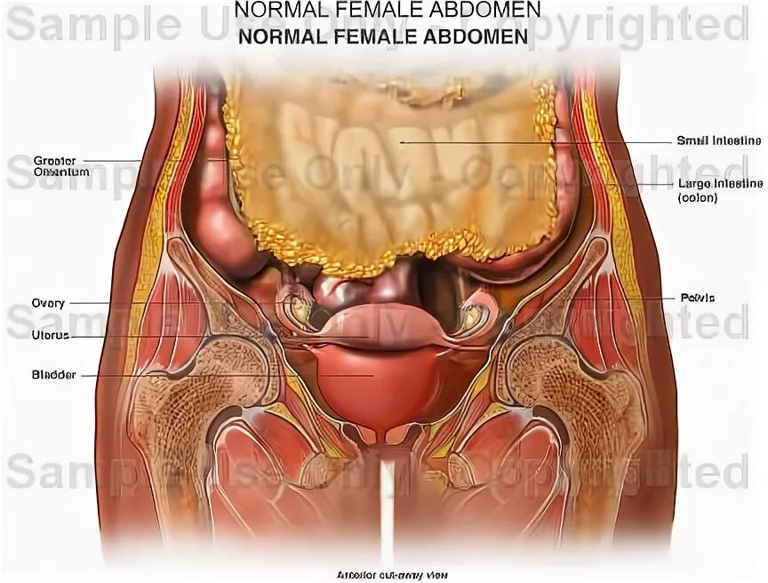 Расположение малого таза у женщин фото Female Abdominal Anatomy Pictures MedicineBTG.com