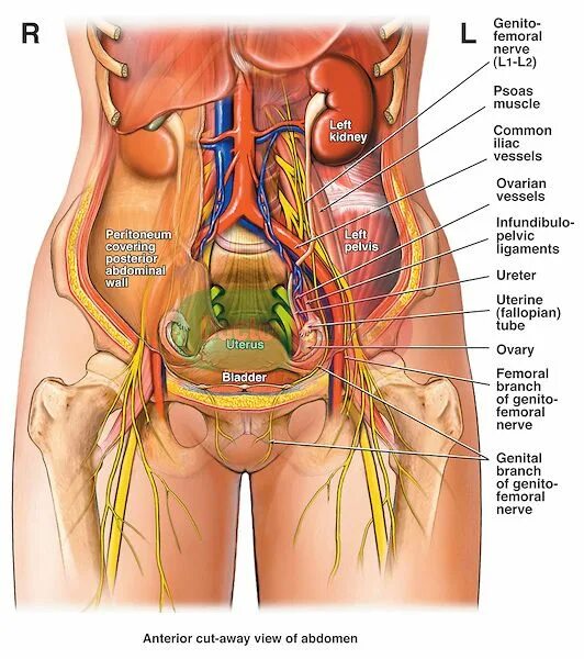 Расположение малого таза у женщин фото psoas muscle release - Google Search Bladder, Psoas muscle, Psoas release