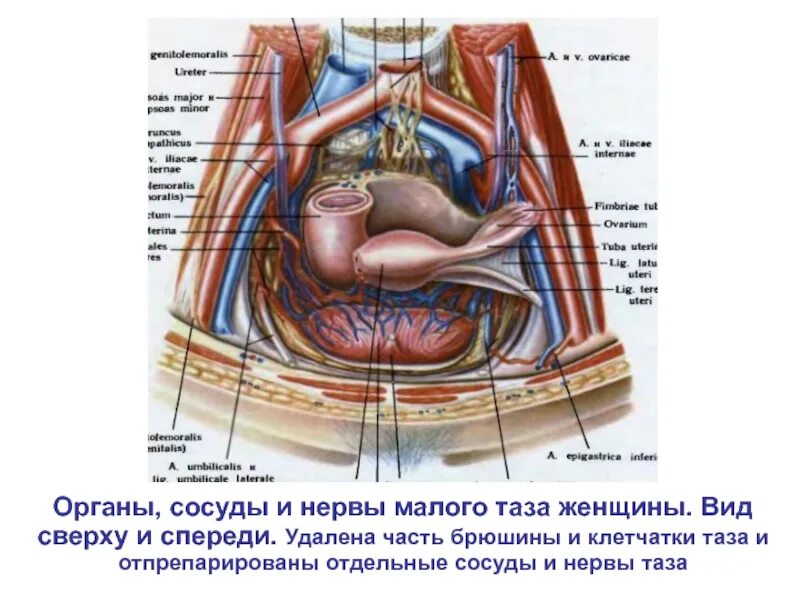 Расположение малого таза у женщин фото Картинки СХЕМА МАЛОГО ТАЗА