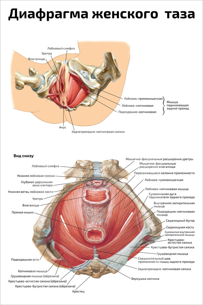Расположение малого таза у женщин фото Плакат Квинг Диафрагма женского таза ламинированный 457 × 610 мм ≈ (А2) - купить