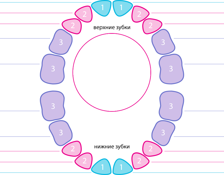 Расположение молочных зубов у детей схема Растут зубки
