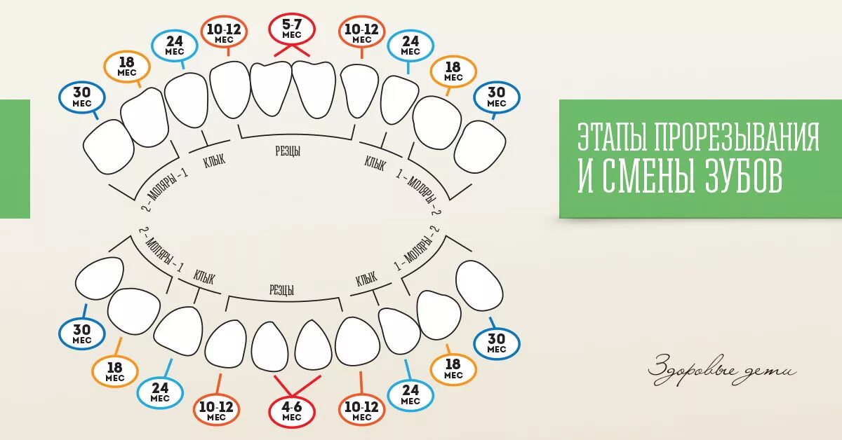 Расположение молочных зубов у детей схема Cколько молочных зубов у детей должно быть?