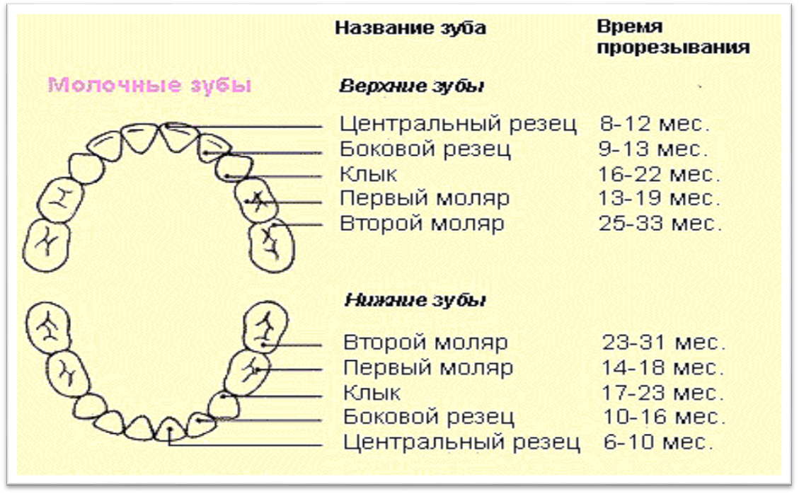 Расположение молочных зубов у детей схема Когда у ребенка начинают резаться первые зубы и в какой последовательности они п