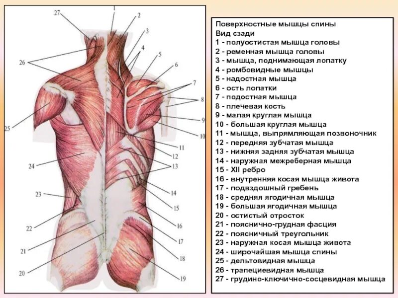 Расположение мышц на спине человека схема Анатомия мышц спины человека. Картинки с описанием