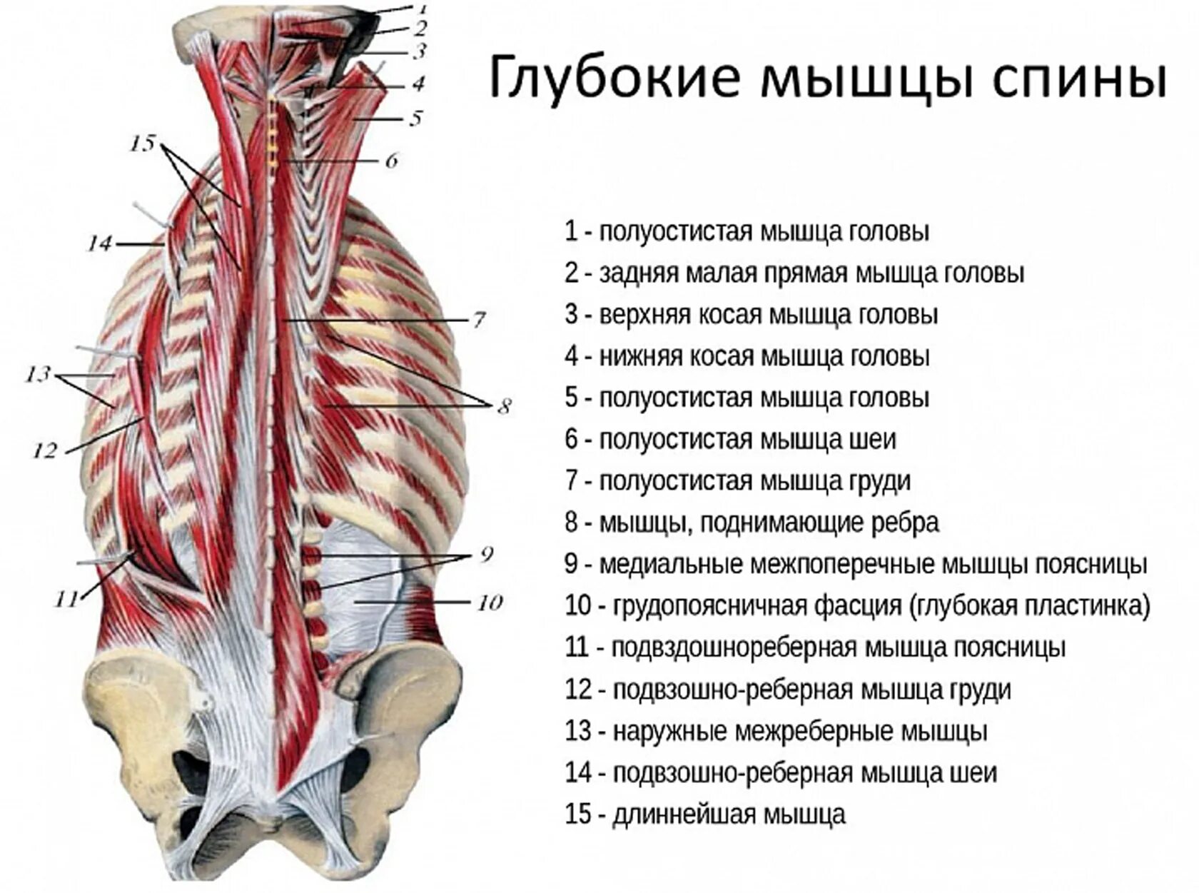 Расположение мышц на спине человека схема Мышцы спины: анатомия. Интересно и познавательно об анатомии спины