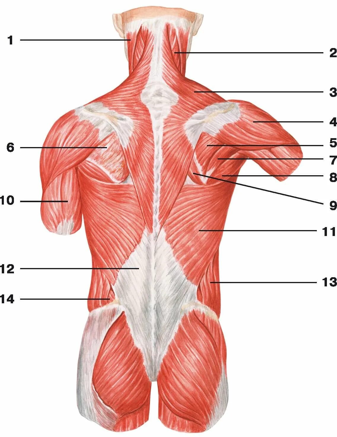 Расположение мышц на спине человека схема Где находится спина человека
