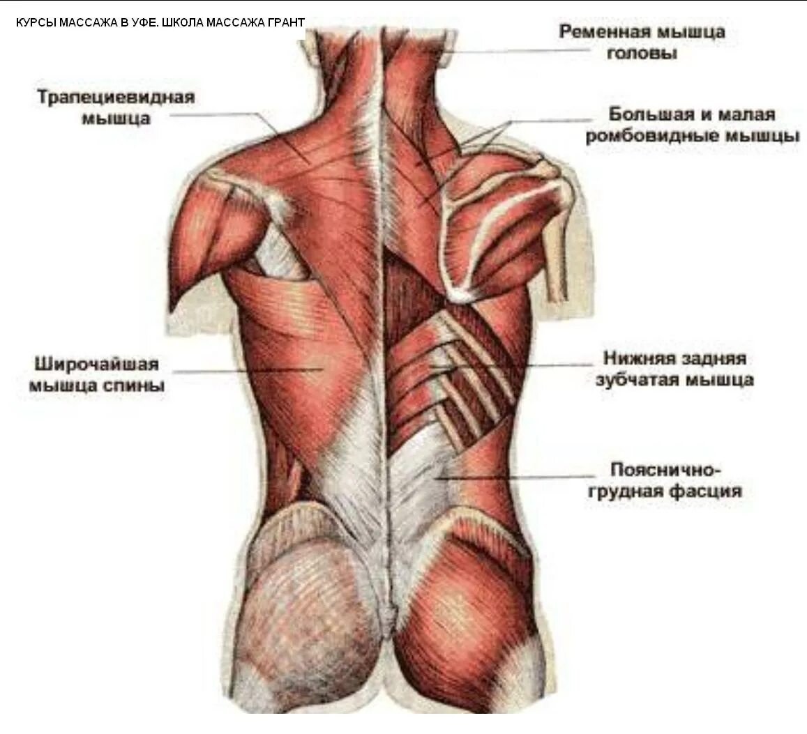 Расположение мышц на спине человека схема Антицеллюлитный массаж обучение - Курсы массажа в Уфе Курсы массажа в школе Гран