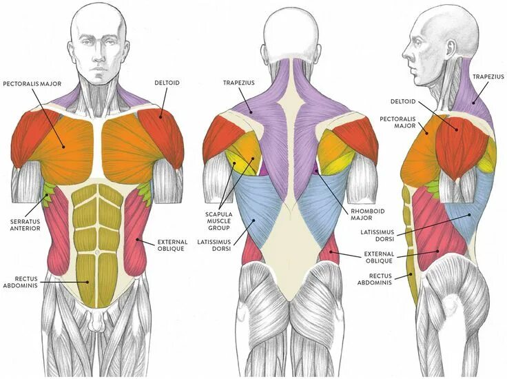 Расположение мышц на спине человека схема Valerie Winslow Figure drawing, Human anatomy, Human anatomy art