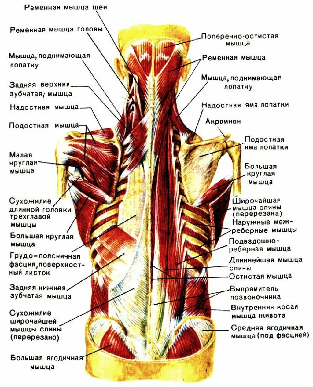 Расположение мышц на спине человека схема Мышцы связки спины