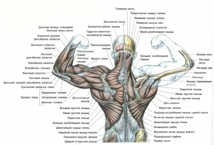 Расположение мышц на спине человека схема Life drawing reference, Anatomy, Man anatomy