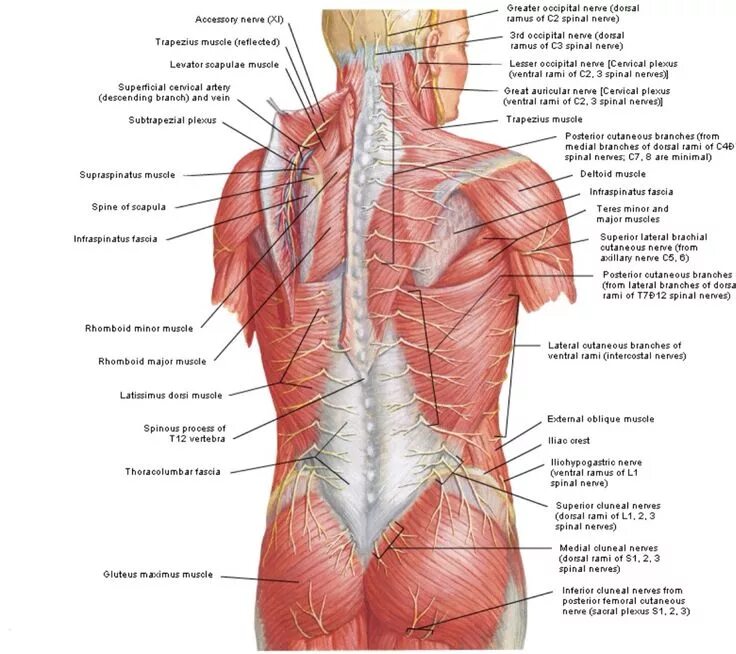 Расположение мышц на спине человека схема Pin on Anatomia Shoulder muscle anatomy, Muscle anatomy, Back pain