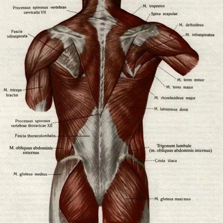 Расположение мышц на спине человека схема Поверхностные мышцы спины - Мышцы спины медунивер.