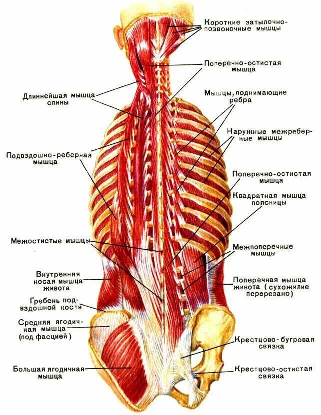 Расположение мышц на спине человека схема 33. Мышцы пояса верхних конечностей 2012 - - Анатомия и физиология человека