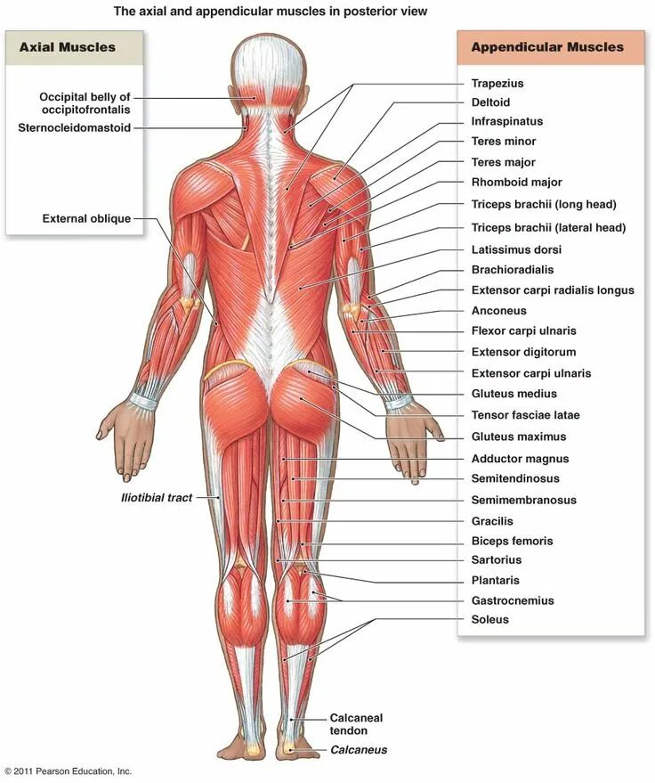 Расположение мышц на спине человека схема Major Superficial Skeletal Muscles Muscle anatomy, Human muscular system, Leg mu