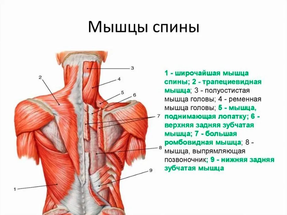 Расположение мышц на спине человека схема Строение мышцы спины - анатомическое и функциональное описание