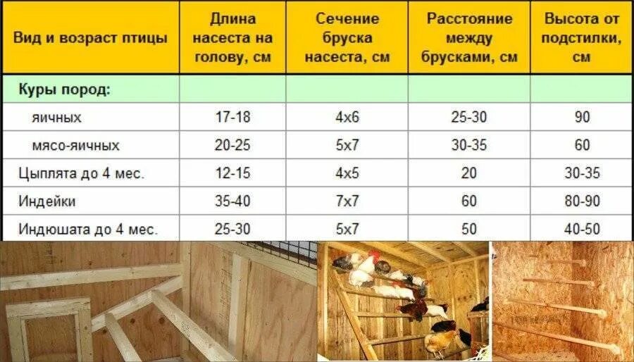 Расположение насестов и гнезд в курятнике схема Обустройство курятников (36 фото): устройства птичника внутри для кур-несушек св