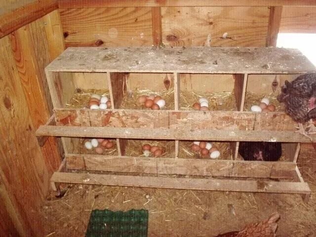 Расположение насестов и гнезд в курятнике схема http://www.backyardchickens.com/image/id/5876756 Diy chicken coop, Chicken nesti