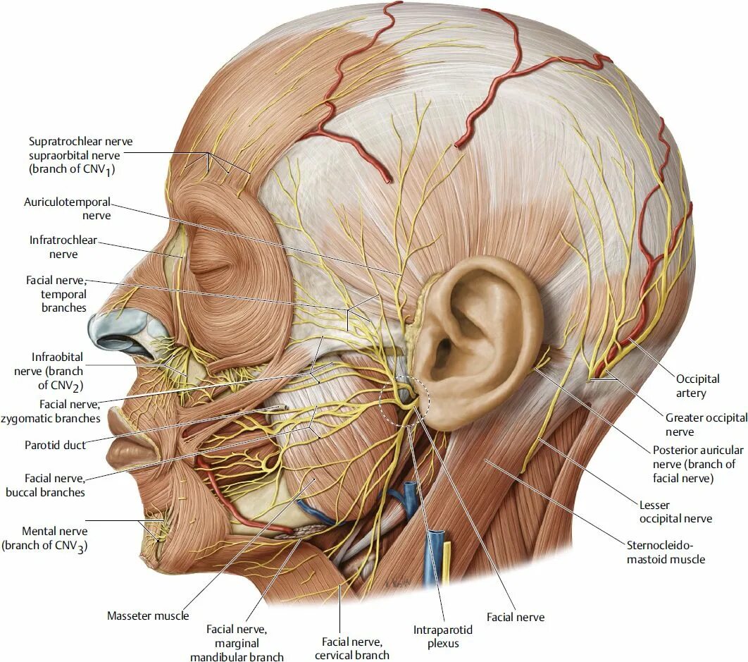 Расположение нервов на лице человека схема Pin on Migraine Face anatomy, Human anatomy and physiology, Anatomy