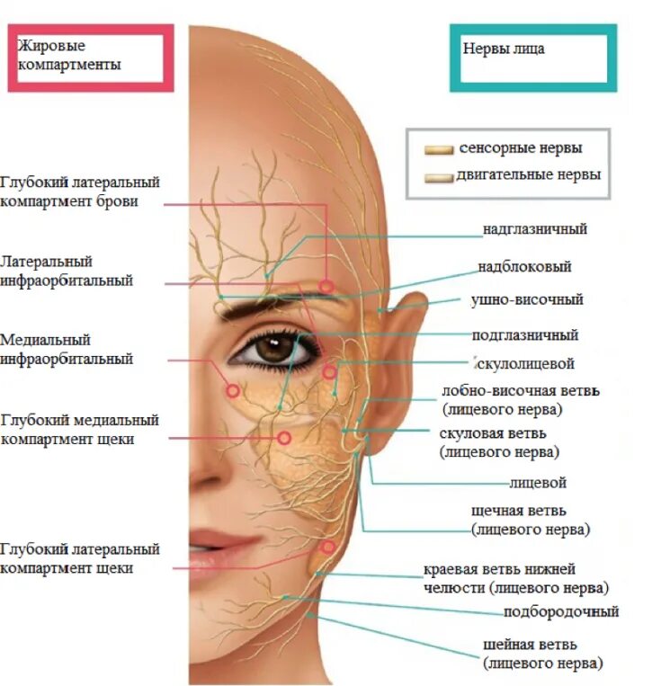 Расположение нервов на лице человека схема The main nerves of the face and the types of their damage during the introductio