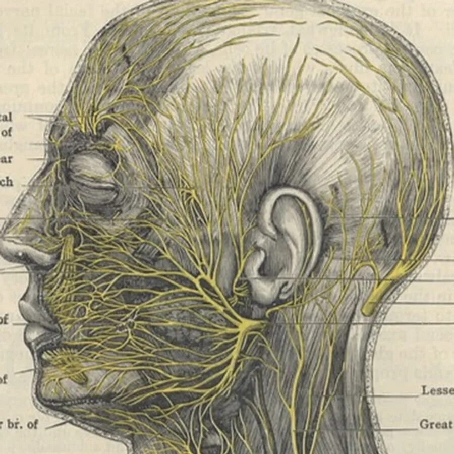 Расположение нервов на лице человека схема Нервная система головы