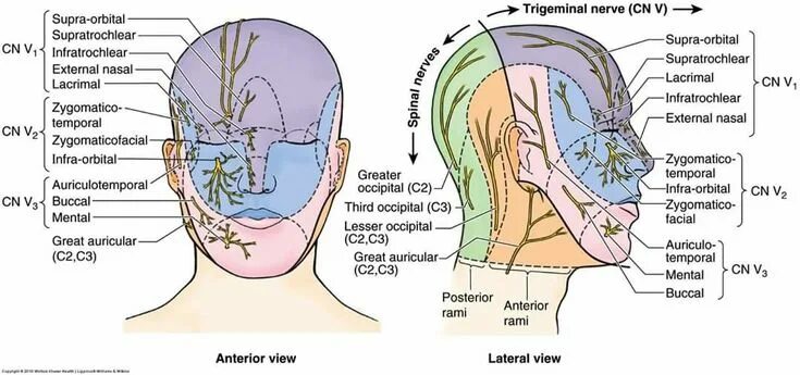 Расположение нервов на лице человека схема Épinglé par MeRC Moi sur Medical anatomy Cnv