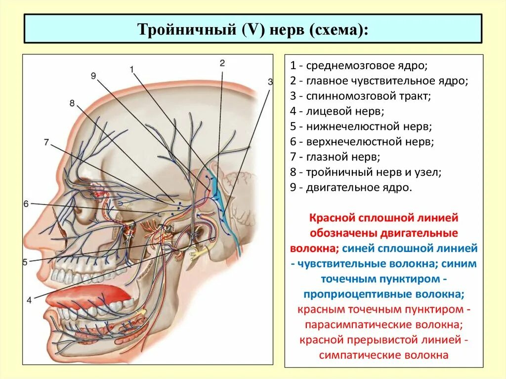 Расположение нервов на лице человека схема Картинки ОТВЕРСТИЯ ТРОЙНИЧНОГО НЕРВА
