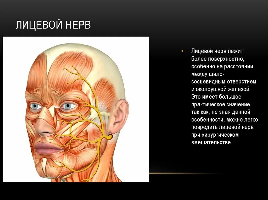 Расположение нервов на лице человека схема Картинки ЛИЦЕВЫЕ НЕРВЫ И МЫШЦЫ