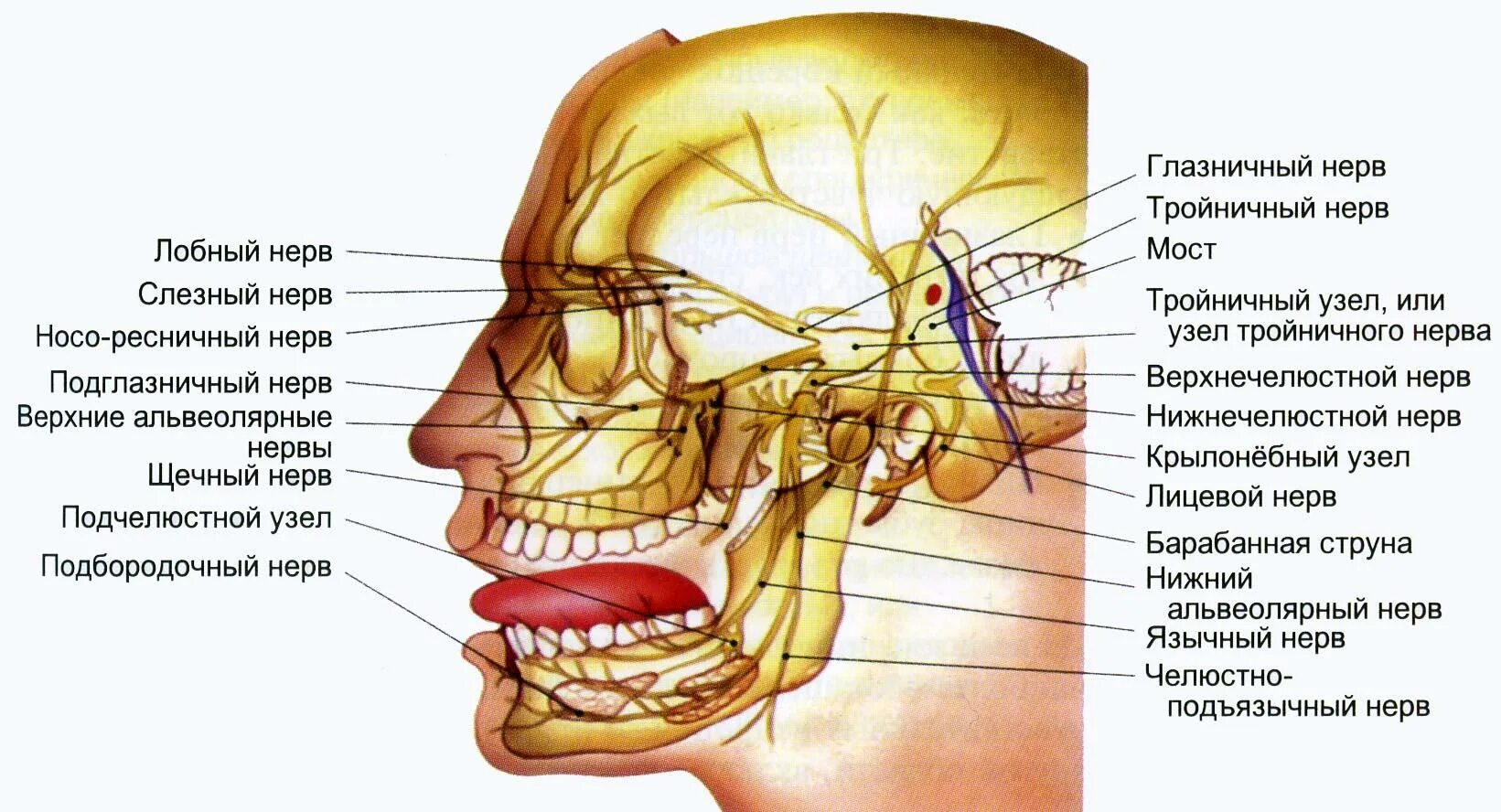 Расположение нервов на лице человека схема 1.1 Анатомия челюстно-лицевой области.