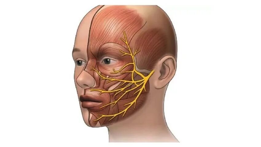 Расположение нервов на лице человека схема Воспаление тройничного нерва: причины, симптомы, лечение