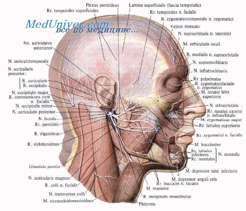 Расположение нервов на лице человека схема Лицевой нерв. Промежуточный нерв