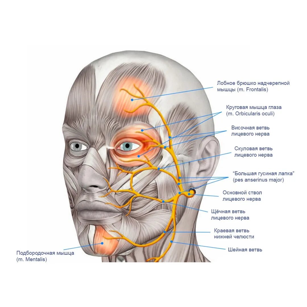 Расположение нервов на лице человека схема О лицевом нерве