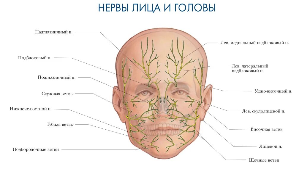 Расположение нервов на лице человека схема Проекция сосудисто нервных образований на кожу лица