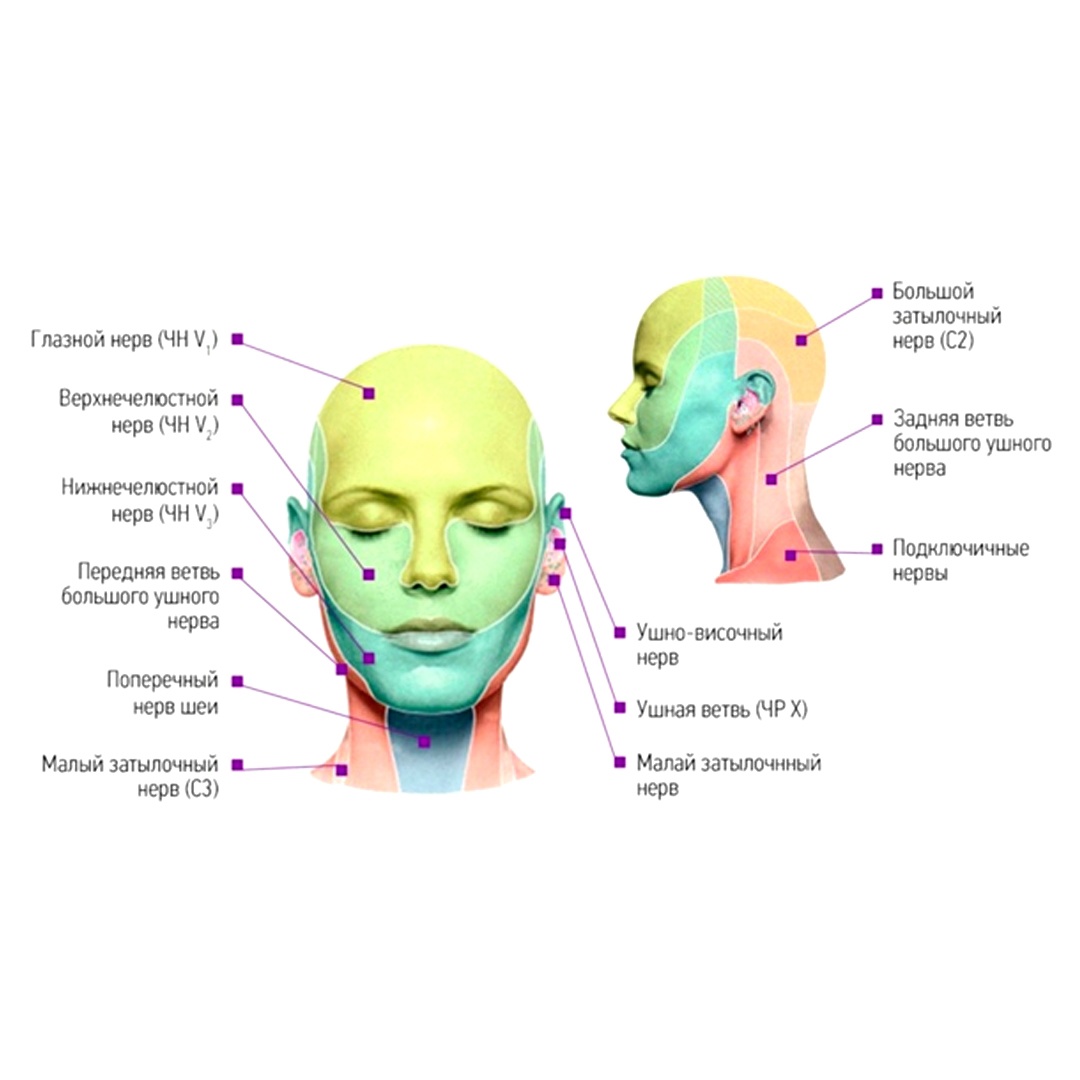 Расположение нервов на лице человека схема Иннервация лица